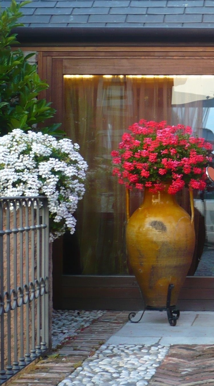 pelargonie na tarasie